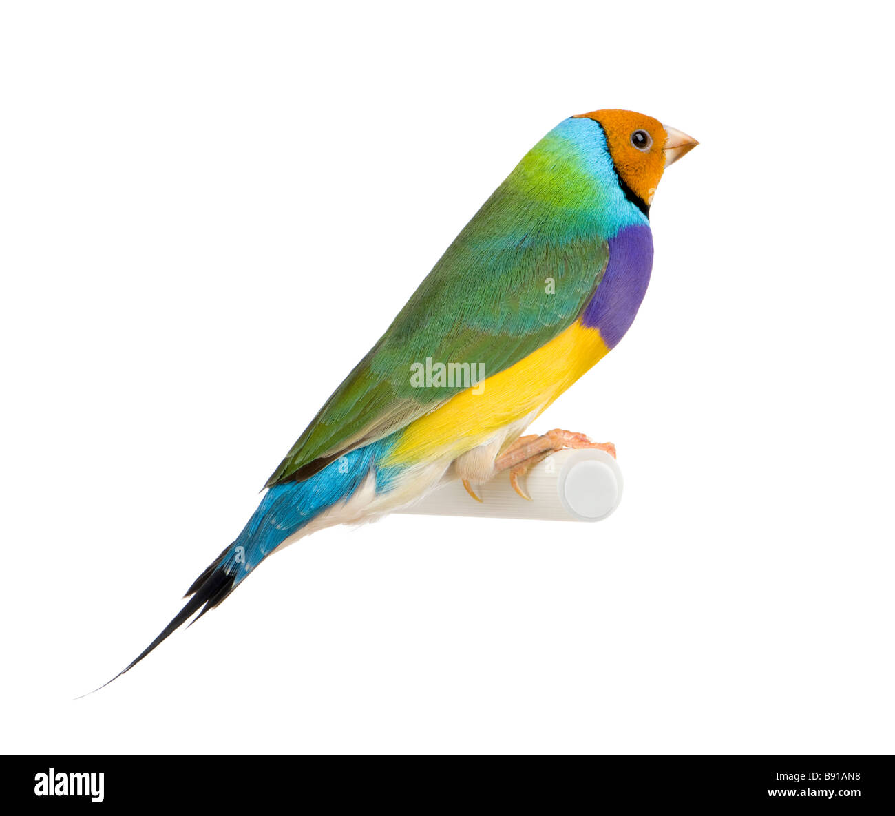 Gouldian Finch Erythrura gouldiae devant un fond blanc Banque D'Images