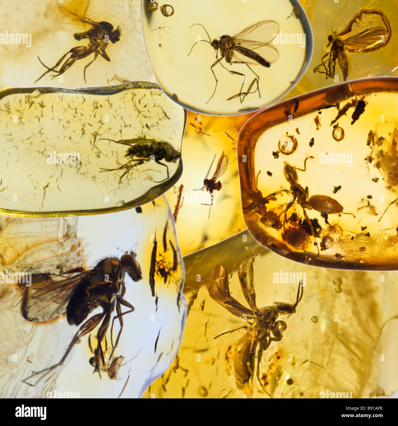 La préhistoire des insectes dans l'ambre baltique lituanienne Banque D'Images