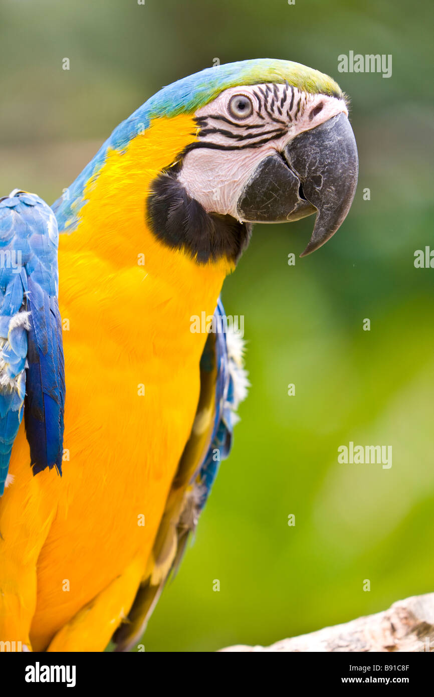 ara-ararauna-ara-arara-bleu-et-or-banque-de-photographies-et-d-images