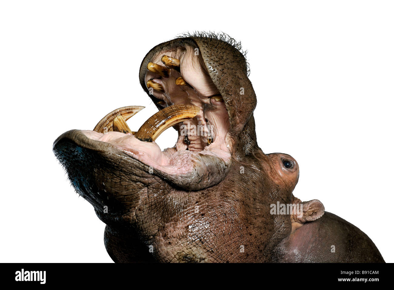 Hippopotamus Hippopotamus amphibius 30 ans devant un fond blanc Banque D'Images