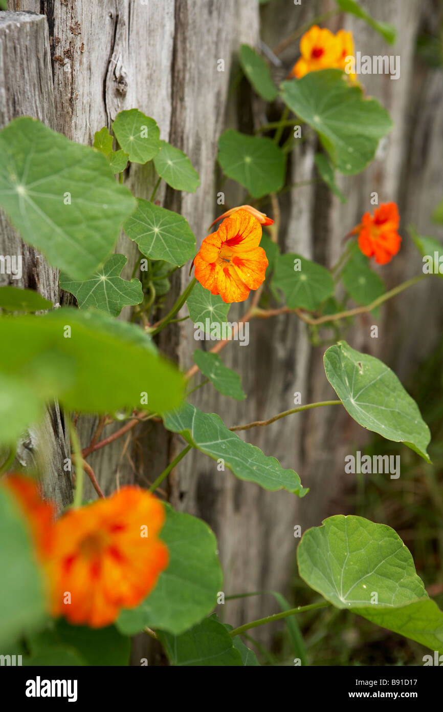 Fleurs comestibles poussant sur une clôture en bois Banque D'Images