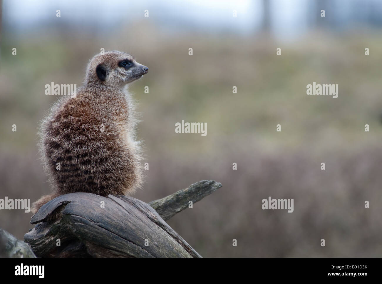 Un mignon meerkat Suricata suricatta Banque D'Images