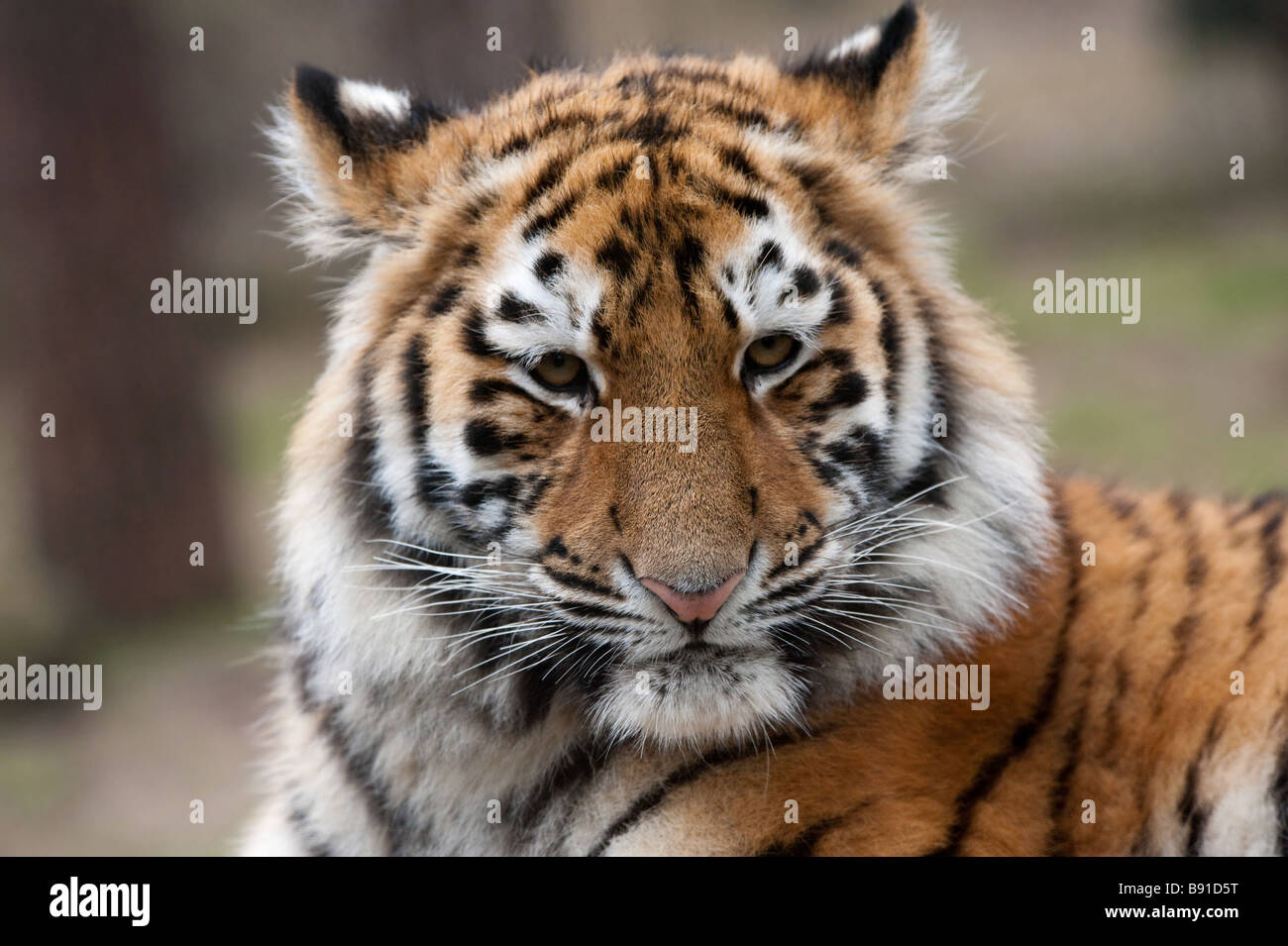 Close up of a cute Siberian Tiger Cub Panthera tigris altaica Banque D'Images