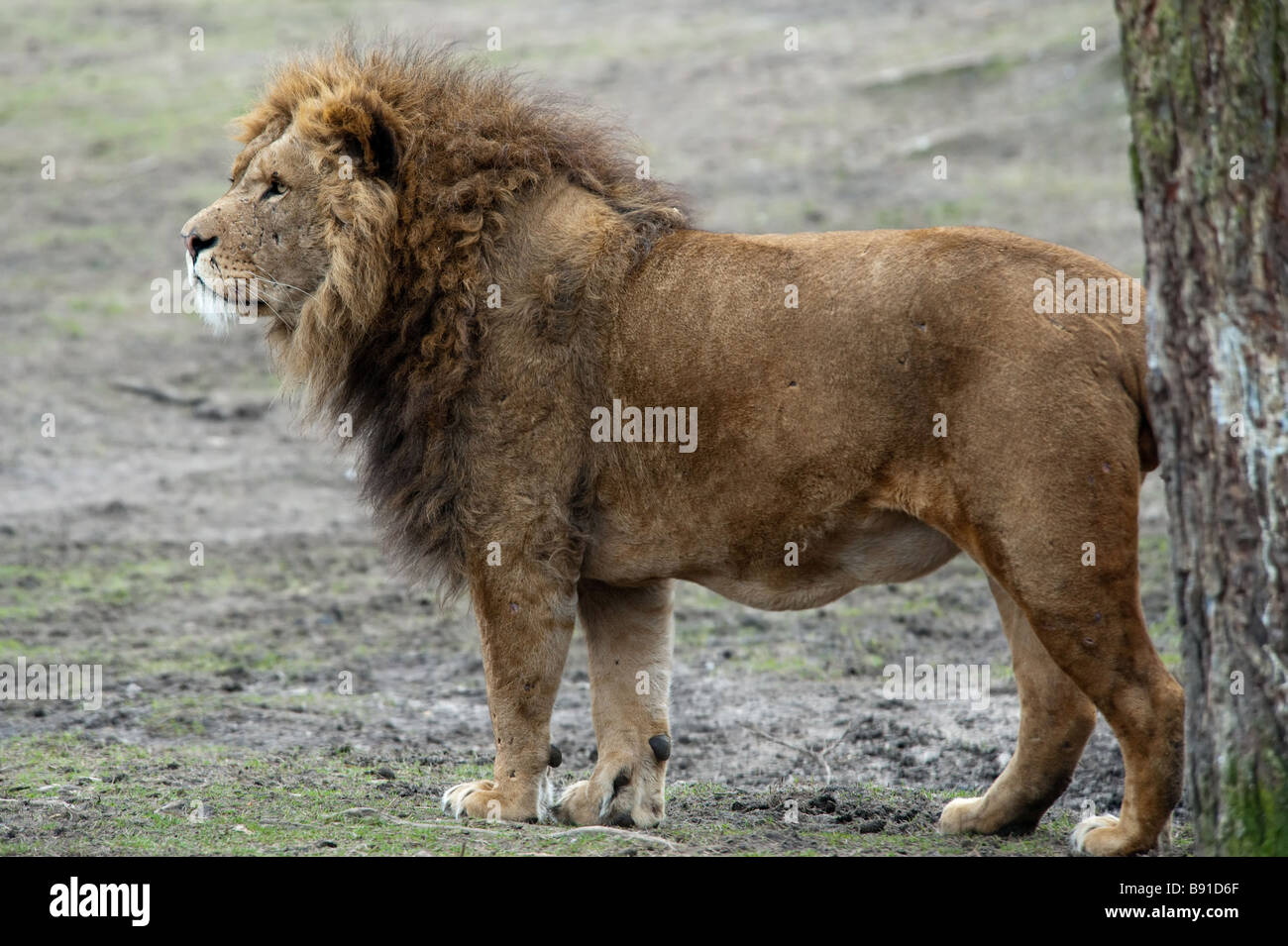 Libre d'un grand lion mâle d'afrique Banque D'Images