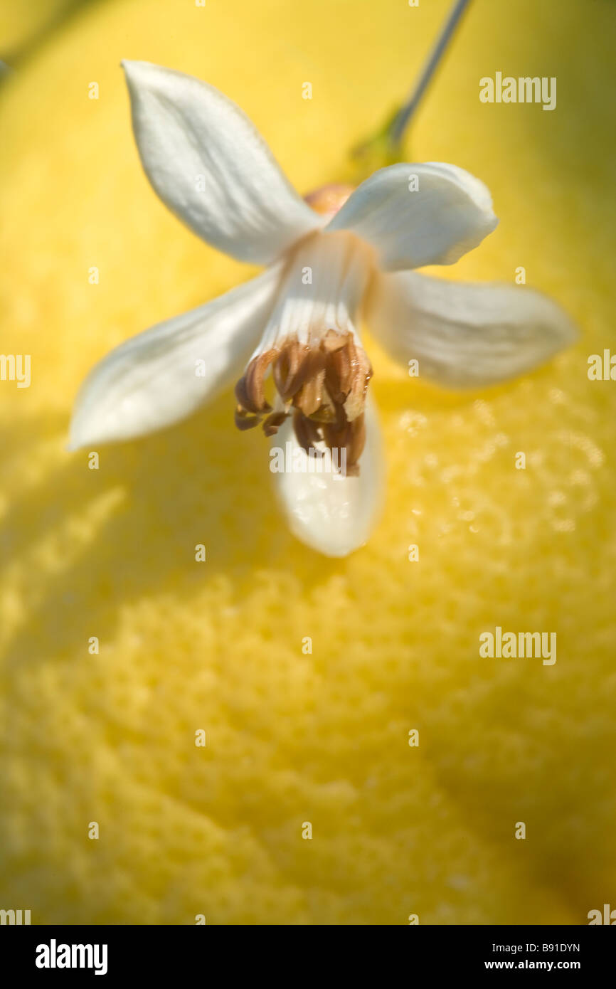 Fleurs de citron contre les fruits dans l'arrière-plan. Banque D'Images