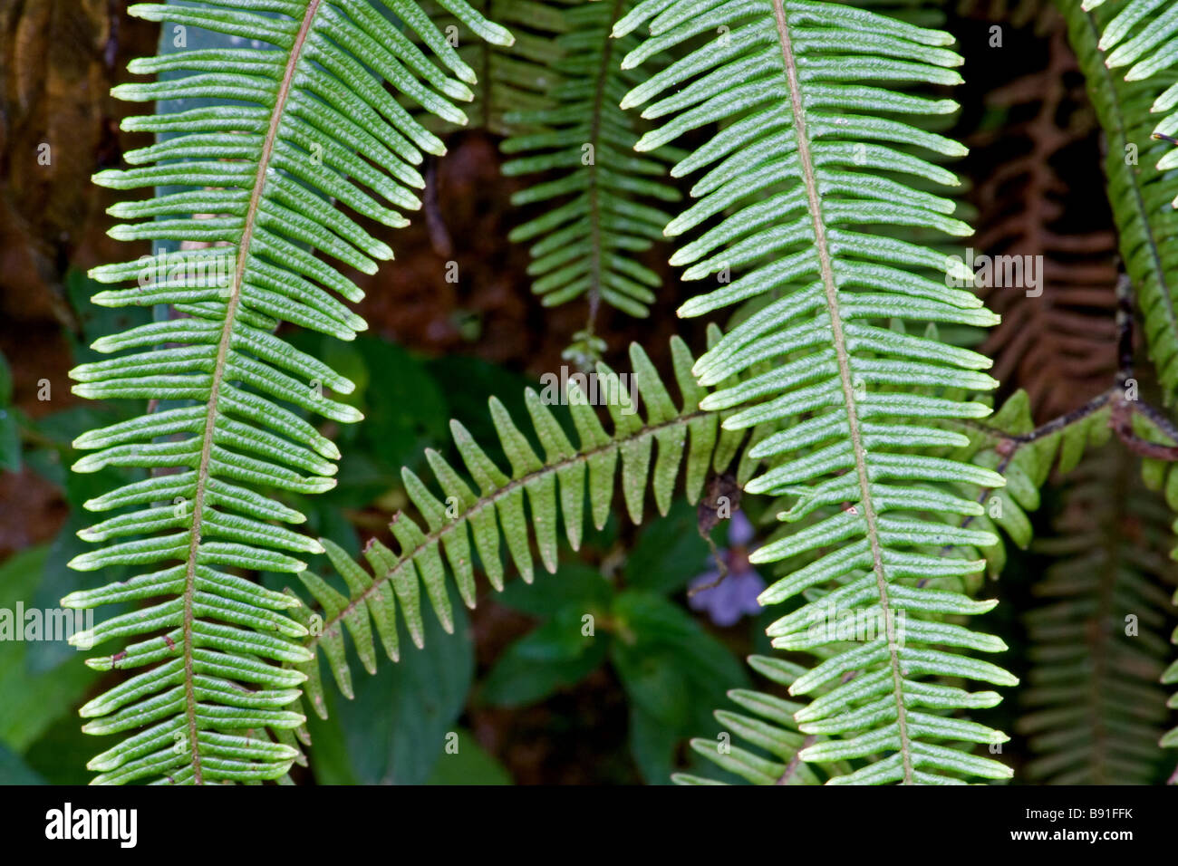 Plante de fougère Banque D'Images