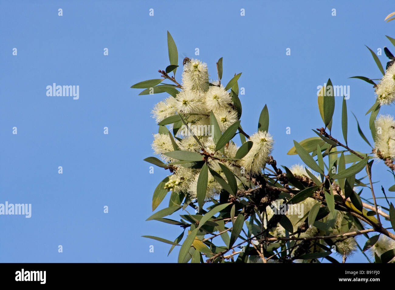 Melaleuca quinquenervia en fleur Banque D'Images