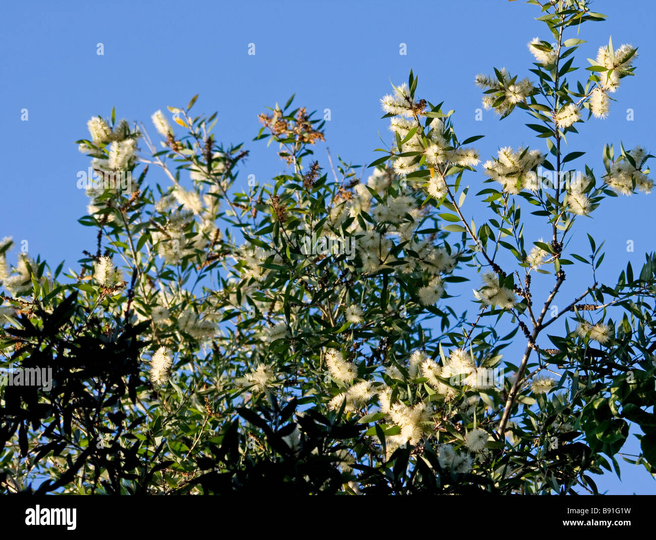 Melaleuca quinquenervia en fleur Banque D'Images