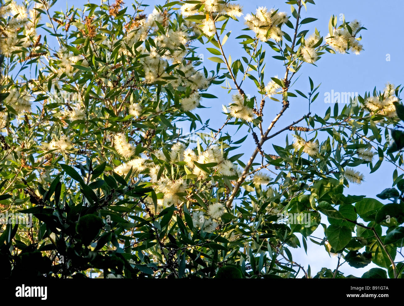 Melaleuca quinquenervia en fleur Banque D'Images