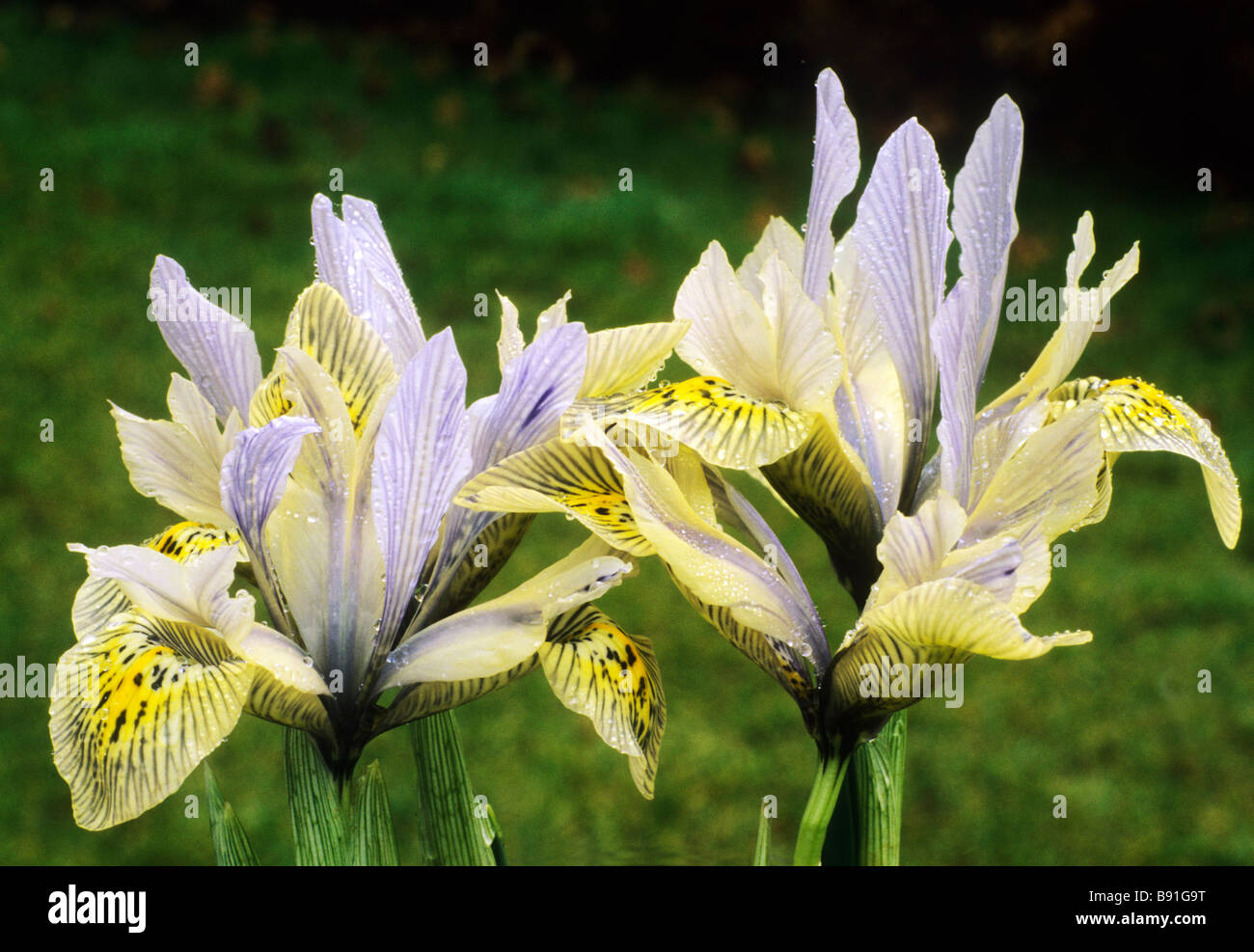 Iris reticulata iris Katharine Hodgkin Katherine Catherine jaune et bleu pâle, plante de jardin de fleur d'iris Banque D'Images
