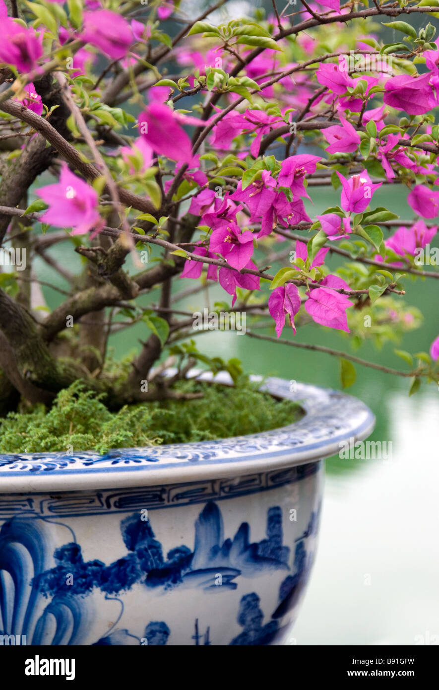 Bougainvillea dans un vase ming bleu, le lac Hoan Kiem, Hanoi, Vietnam Banque D'Images