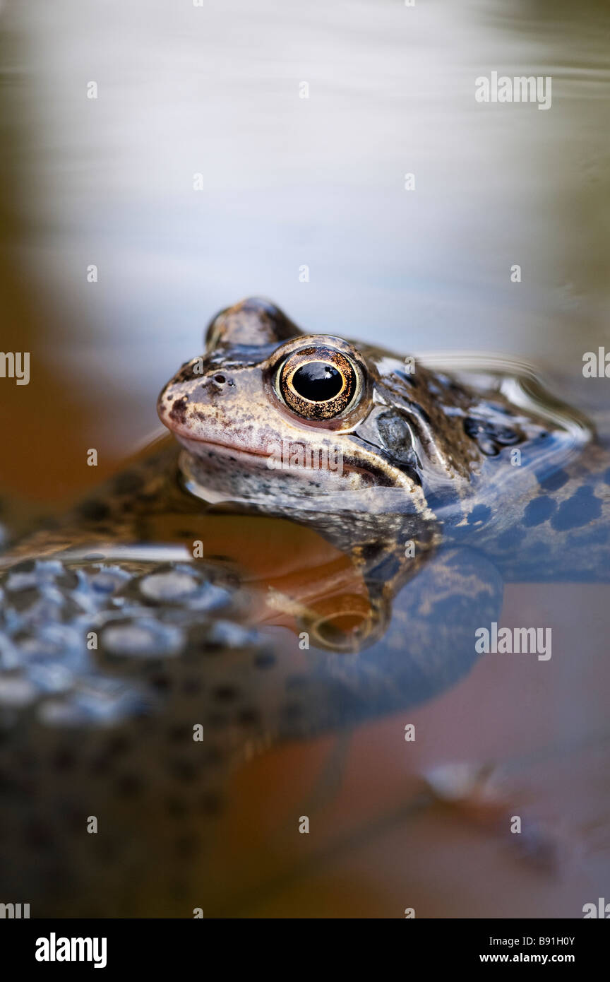Rana temporaria. Grenouille rousse et les grenouilles pondent dans un étang de jardin. UK Banque D'Images