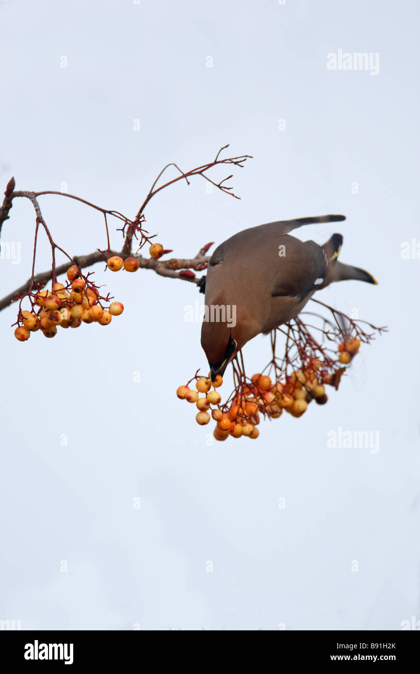 Jaseur boréal Bombycilla garrulus ROWAN Berry Picking Banque D'Images