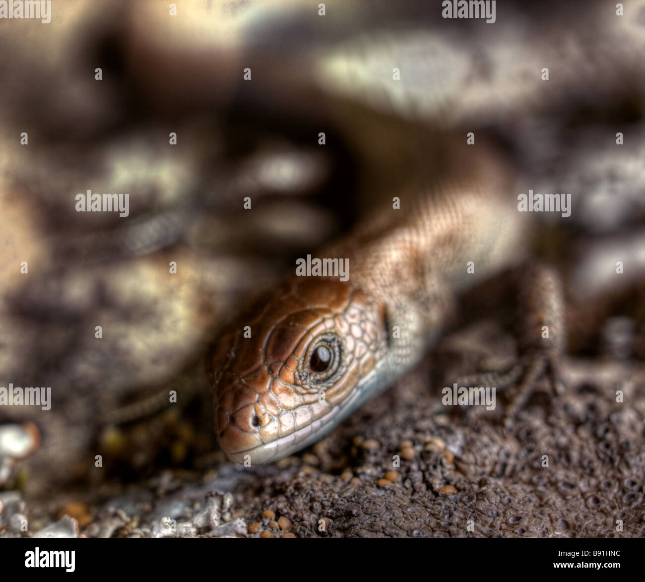 Yong lézard commun looking at camera Banque D'Images