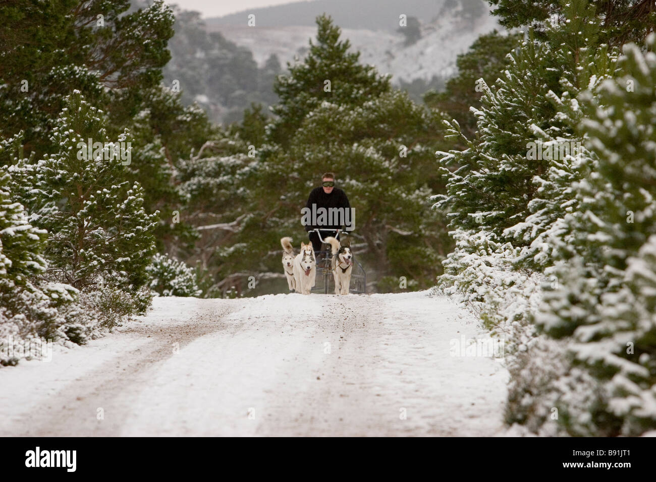 L'équipe de chiens de traîneau sur la montagne enneigée la voie Banque D'Images