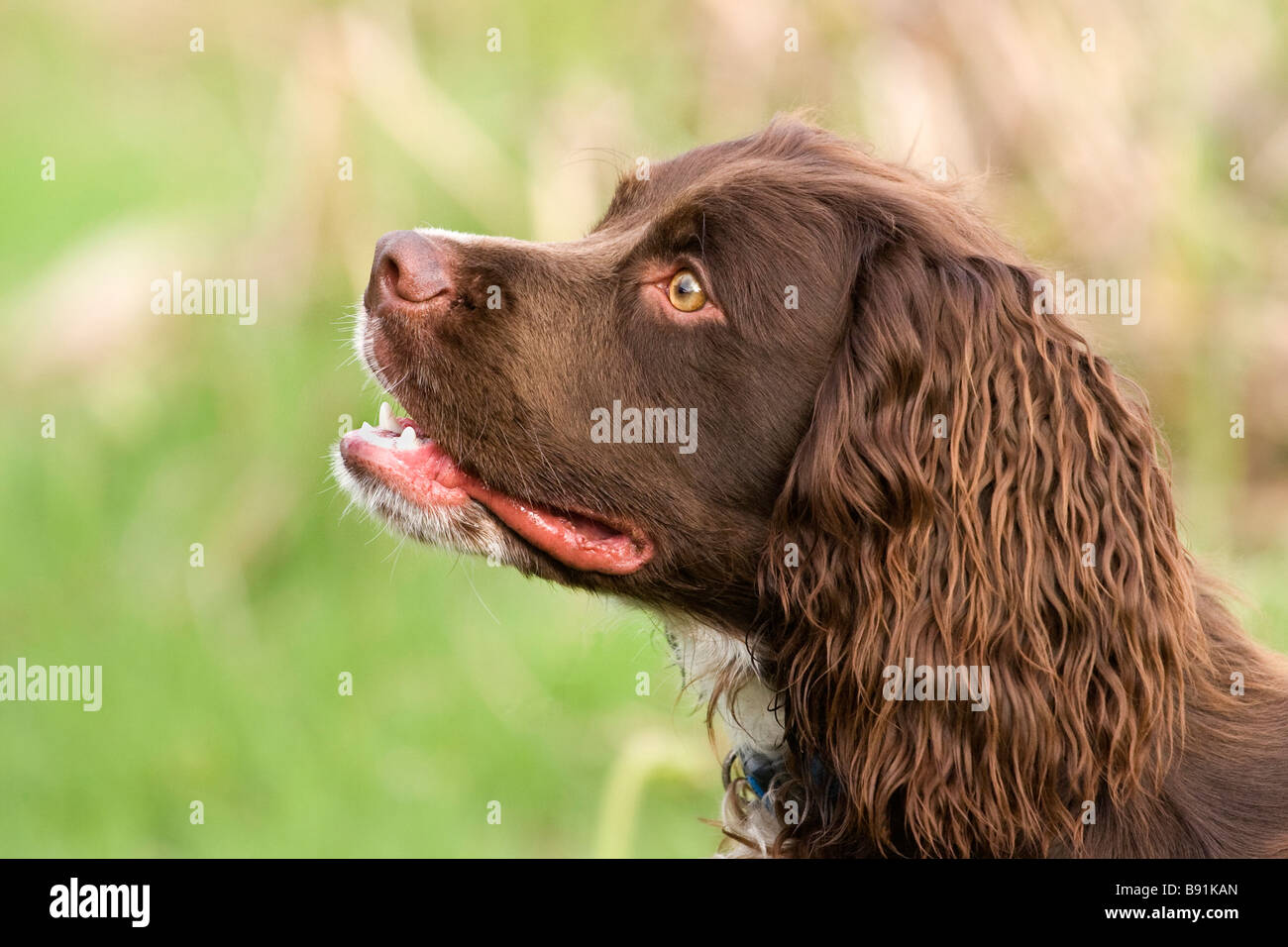 Cocker Spaniel Banque D'Images