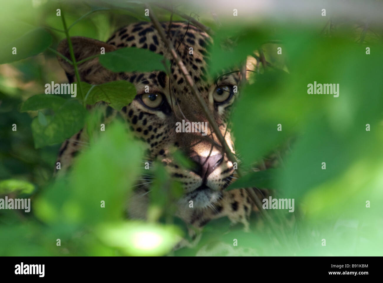 Close up du Sri Lankais - léopard Panthera pardus kotiya - qu'il fixe d'un Bush, dans le parc national de Yala Ruhunu, Sri Lanka Banque D'Images