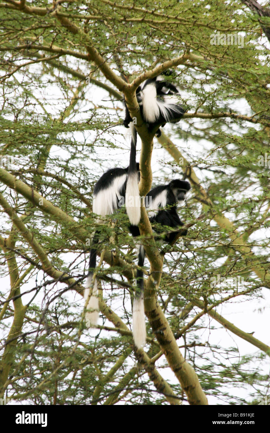 Singe guereza manteau dans un arbre. La couchant guereza (Colobus guereza) est un noir et blanc originaire de colobus une grande partie de l'Afrique centrale et de l'ouest, je Banque D'Images