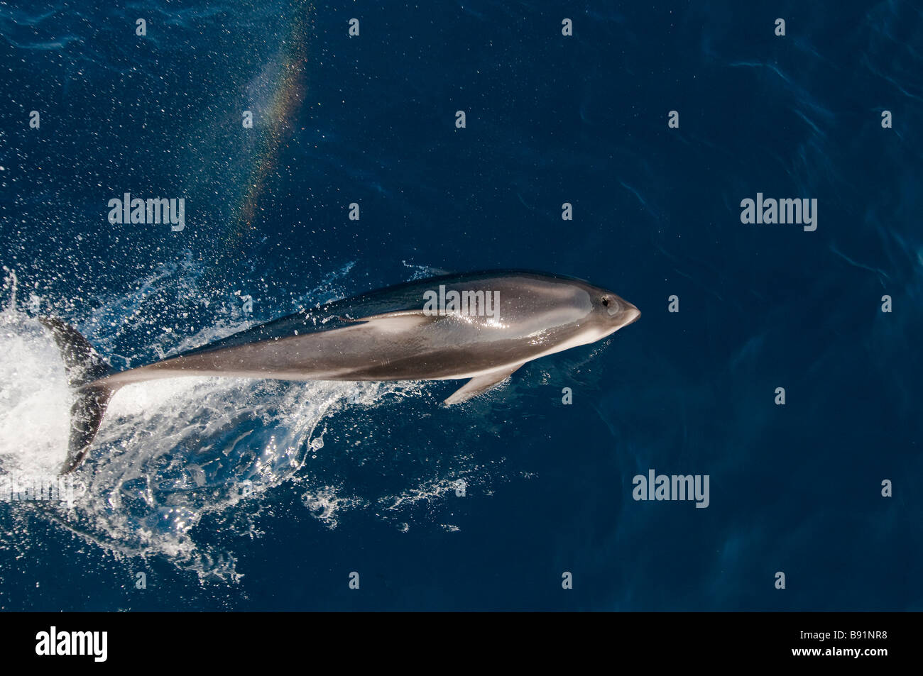 Dauphin à flancs blancs du Pacifique Lagenorhynchus obliquidens Baja California au Mexique Banque D'Images