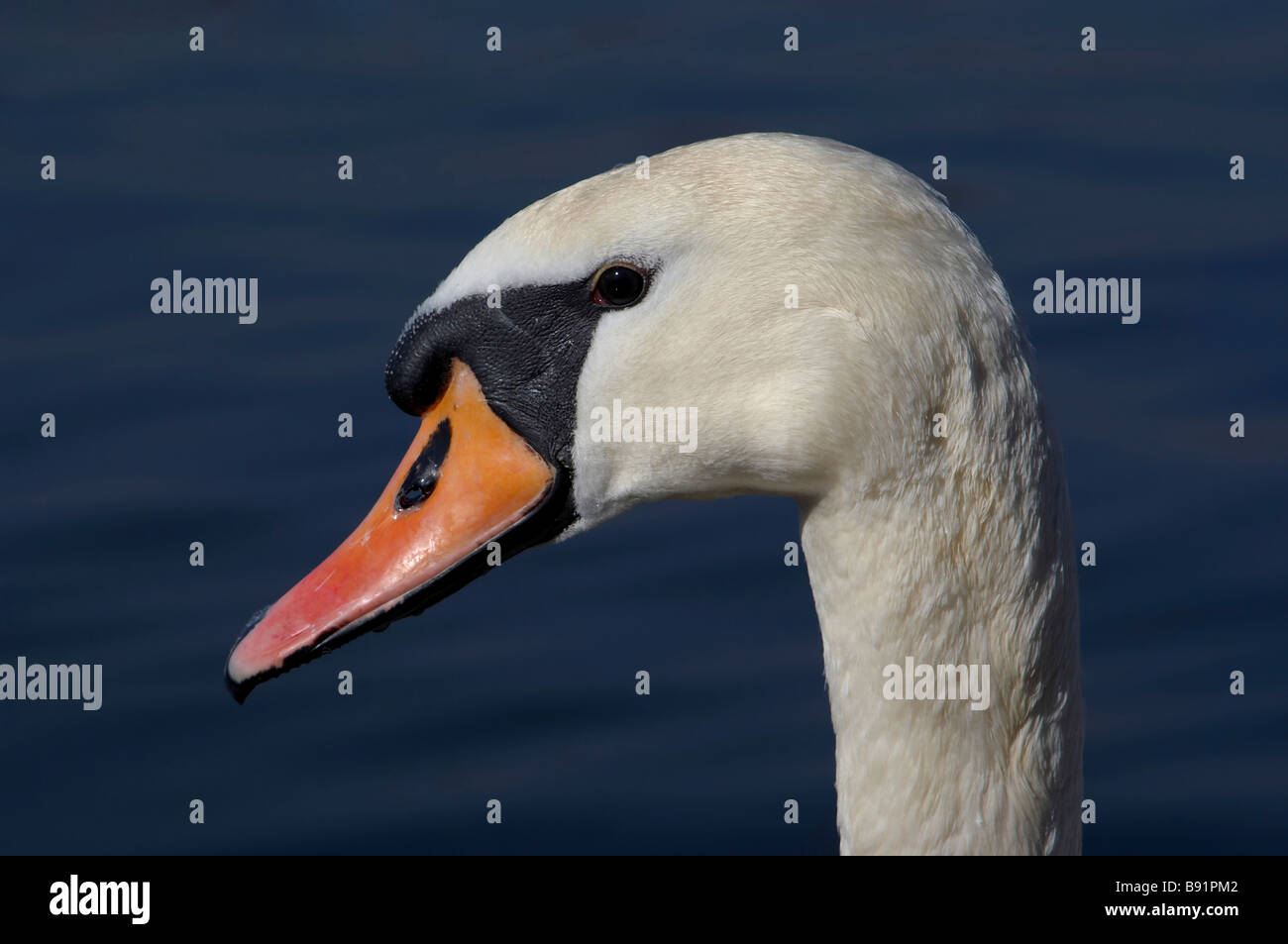 Détail de la tête de swan Banque D'Images