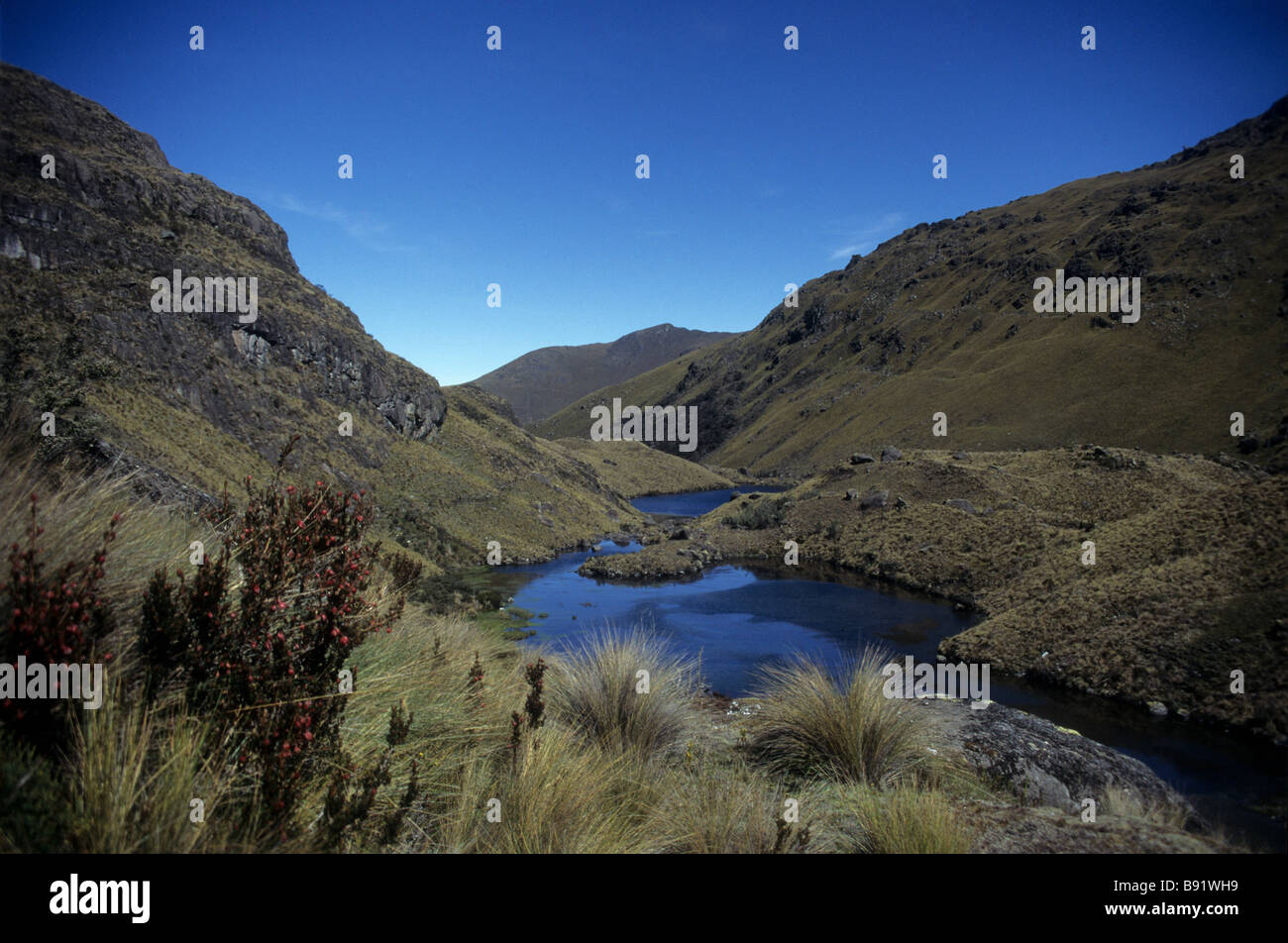 Paramo, paysages de prairies ( Jarava ichu ichu ) et des lacs dans le Parc National de Cajas, Equateur Banque D'Images