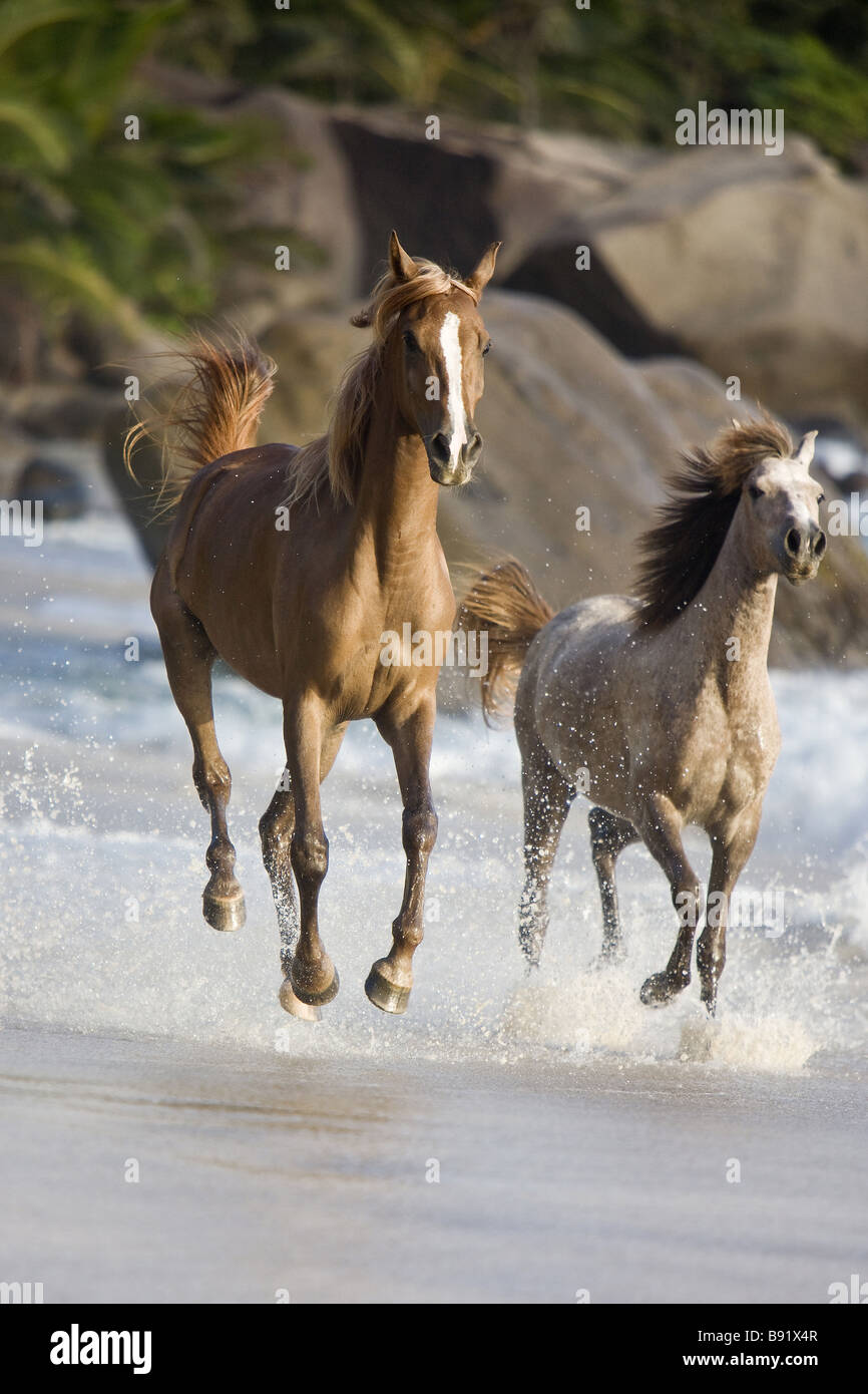 Deux chevaux arabes - en cours à la plage Banque D'Images