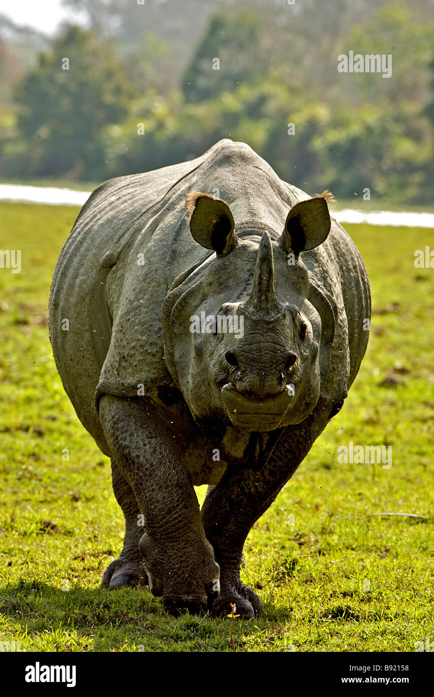 Rhinocéros indien ou le Grand-duc d'un rhinocéros ou le rhinocéros UNICORNE d'Asie Un Rhinoceros unicornis dans nation Kaziranga Banque D'Images