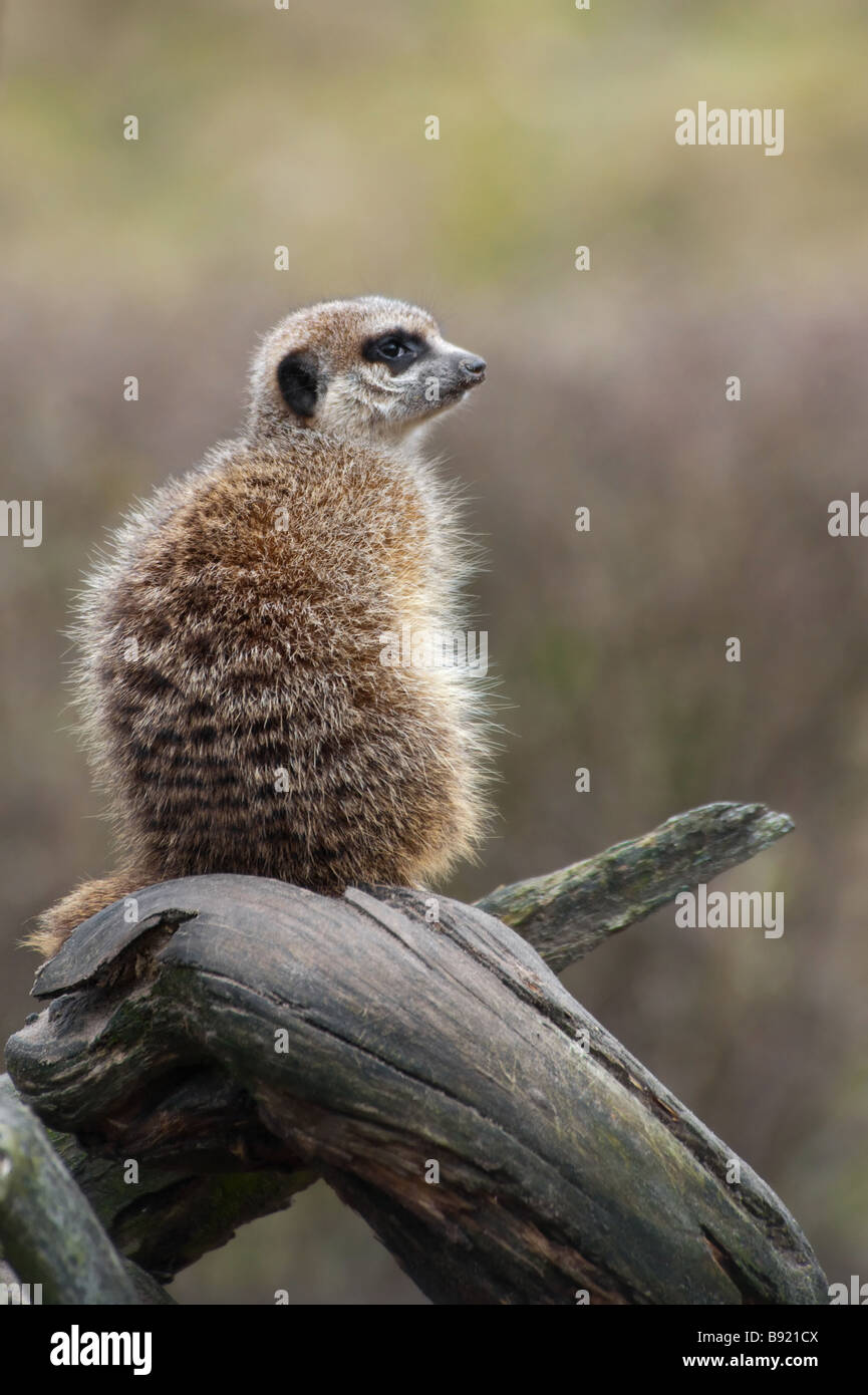 Un mignon meerkat Suricata suricatta Banque D'Images