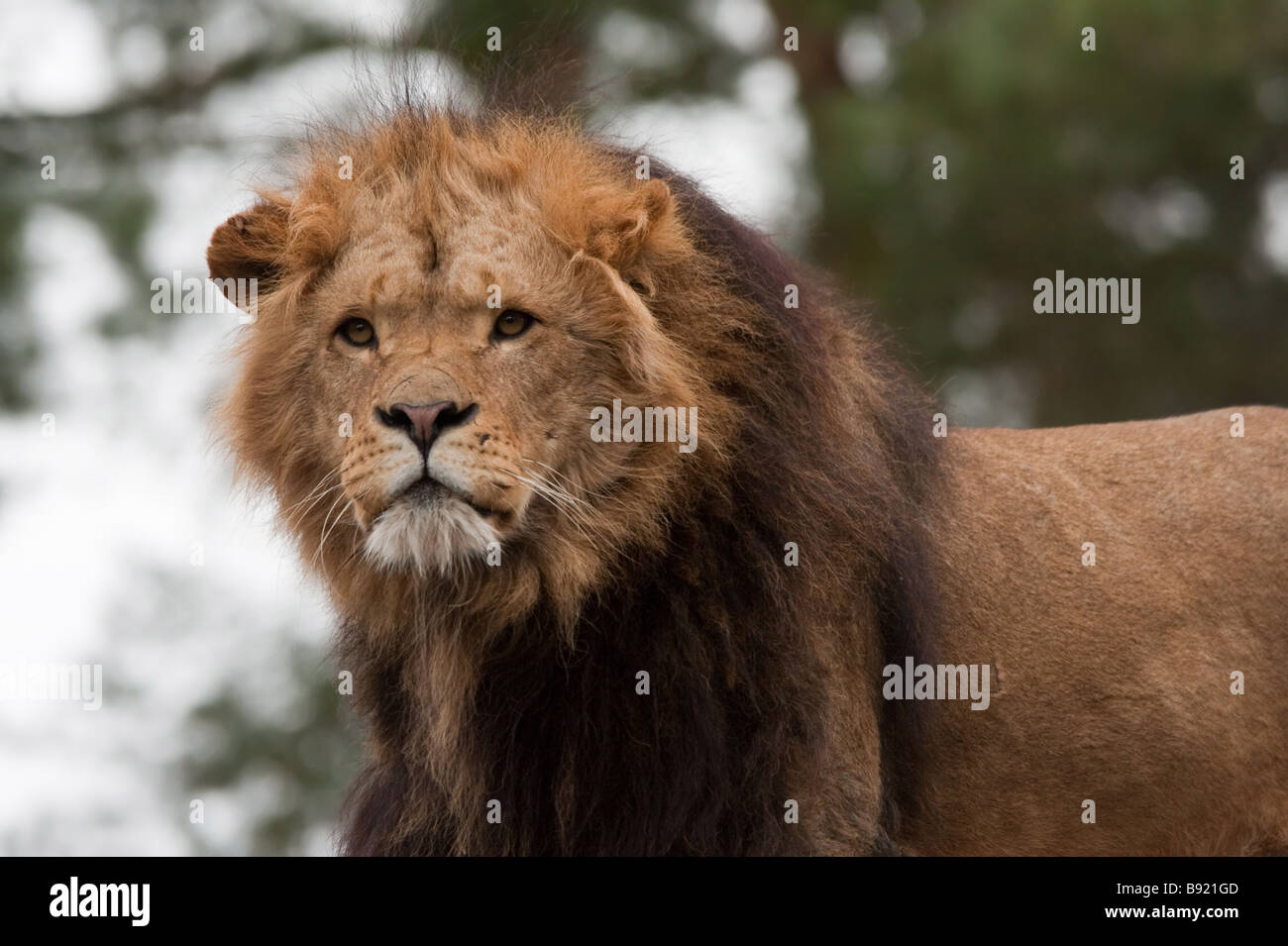 Libre d'un grand lion mâle d'afrique Banque D'Images