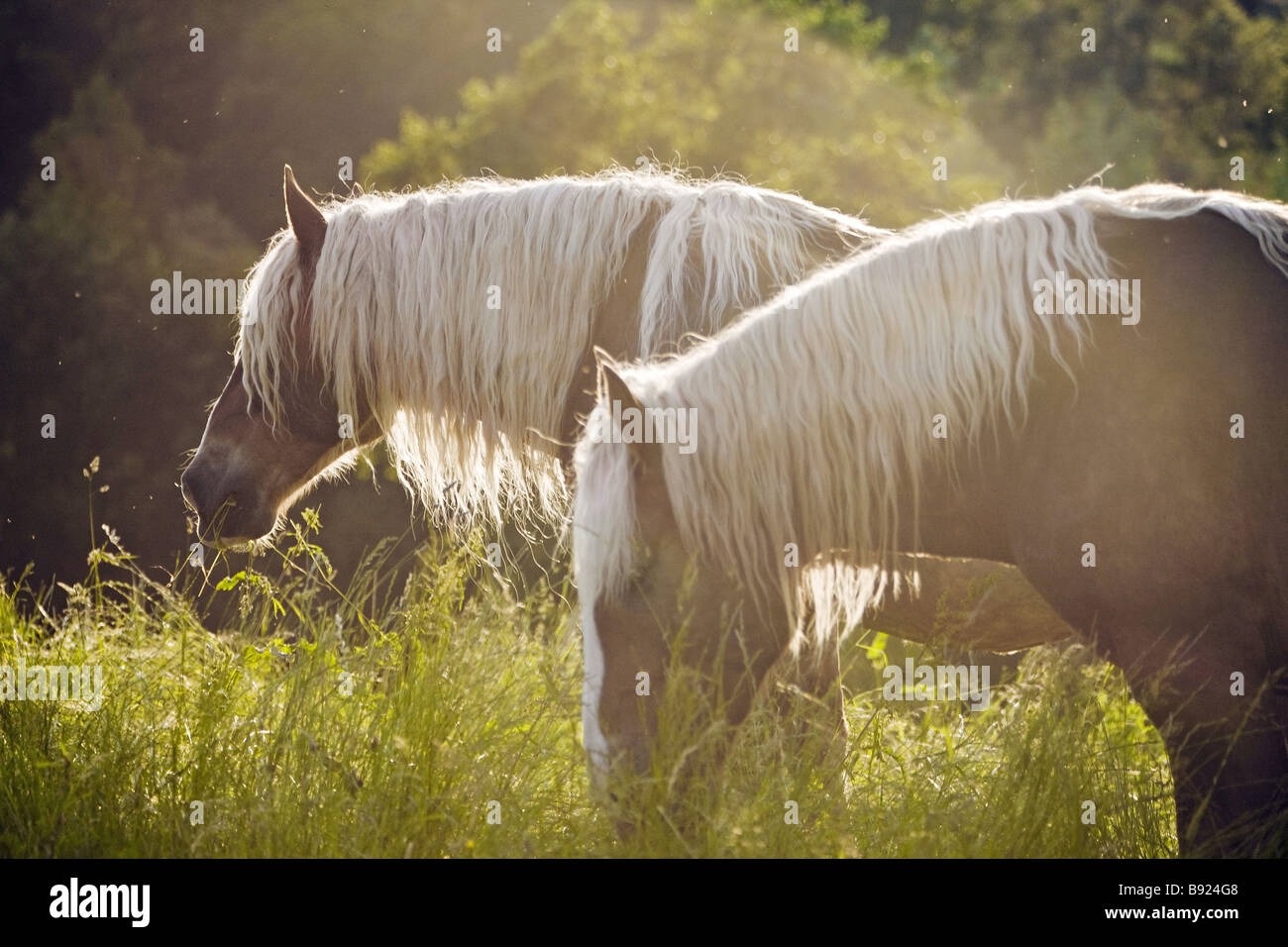 Deux chevaux Noriker on meadow Banque D'Images