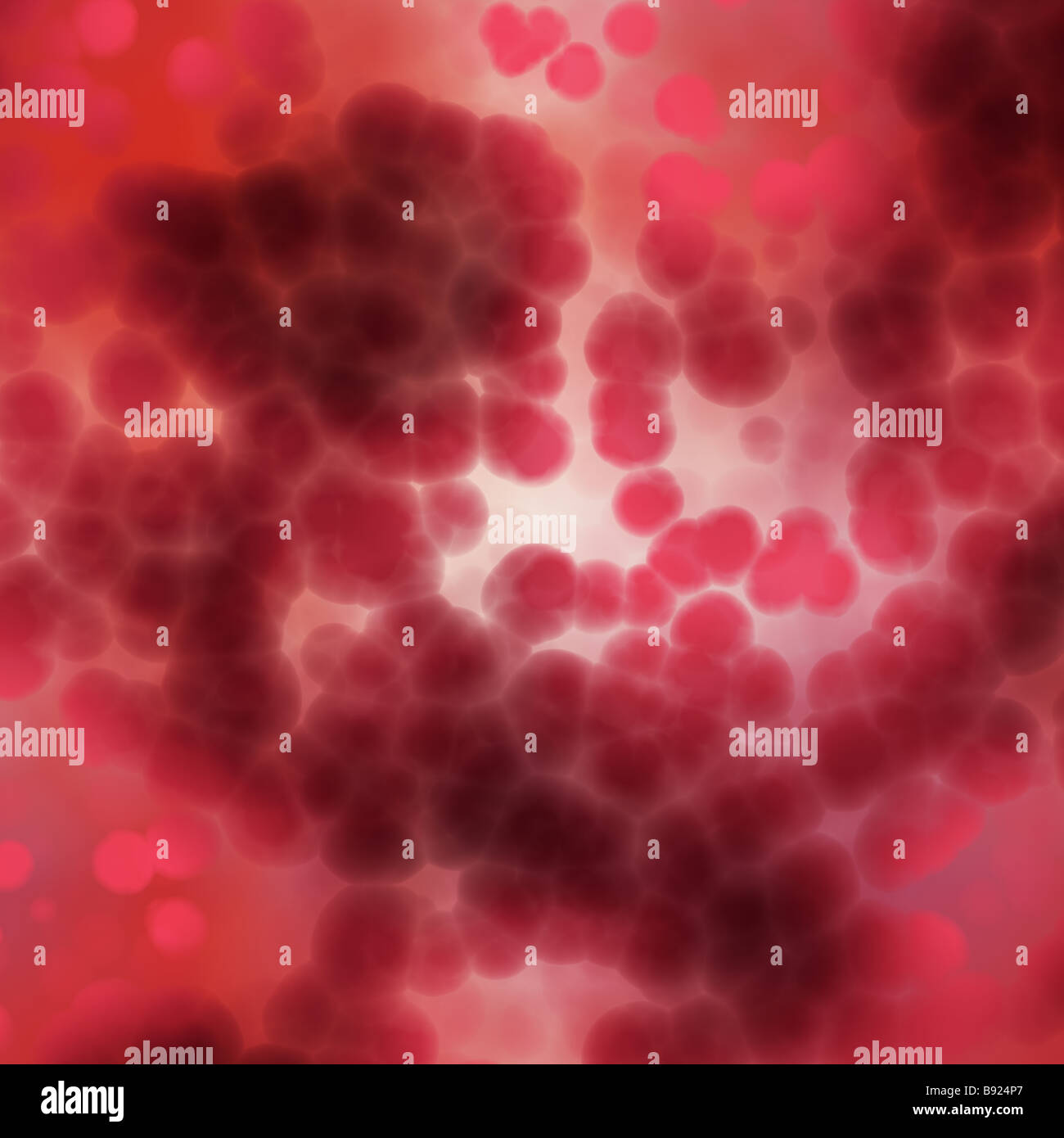 Grande image de cellules rouges sous le microscope Banque D'Images