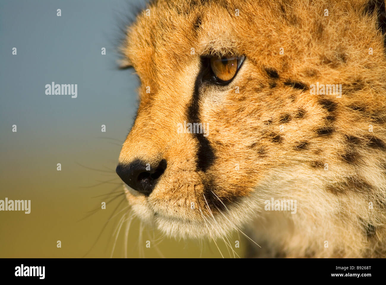 Onze mois cheetah cub close up Olare Orok Conservancy district de Narok Kenya Masai Mara Banque D'Images