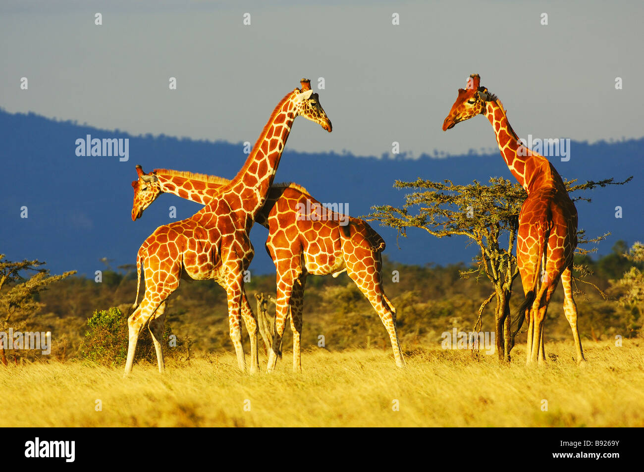 Les Girafes Giraffa camelopardalis reticulata réticulée Sweetwater striction s Game Reserve Afrique Kenya Laikipia Banque D'Images