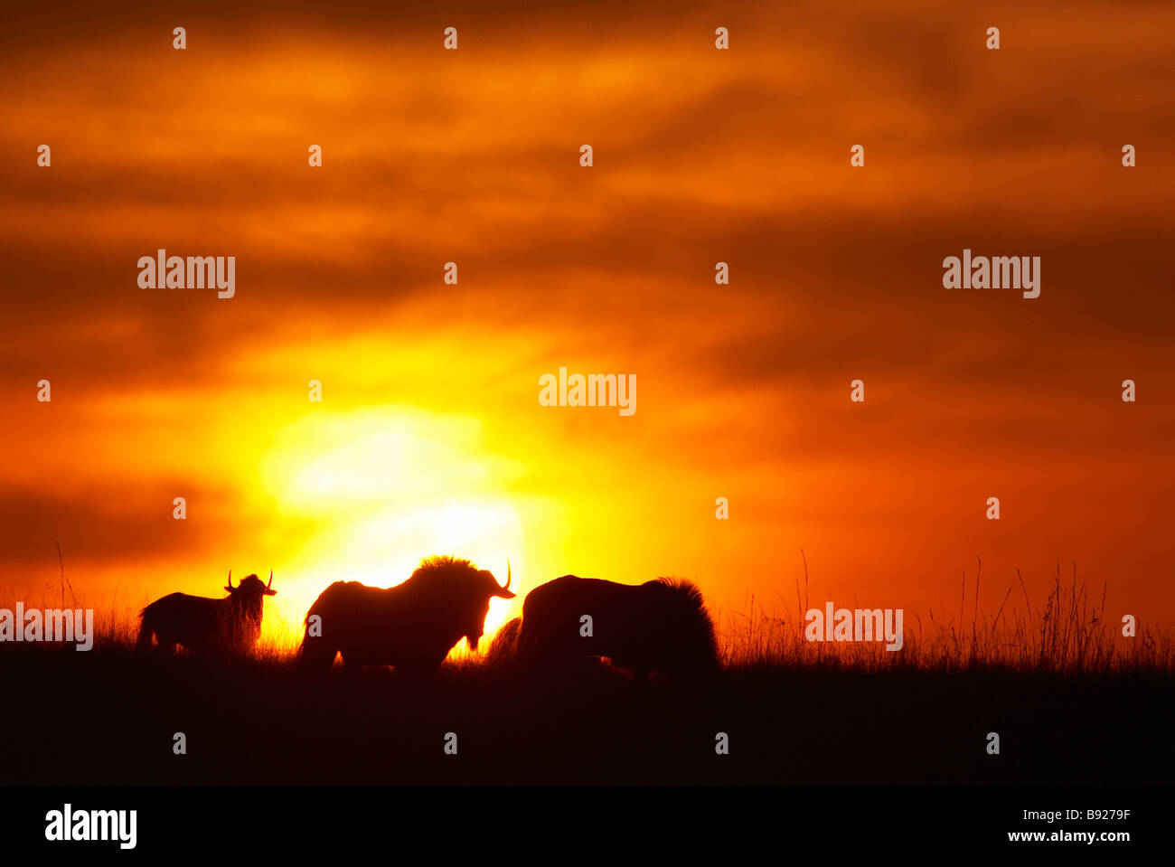 Connochaetes gnou gnou noir qui se profile à l'horizon au crépuscule Rietvlei Province de Gauteng, Afrique du Sud Banque D'Images