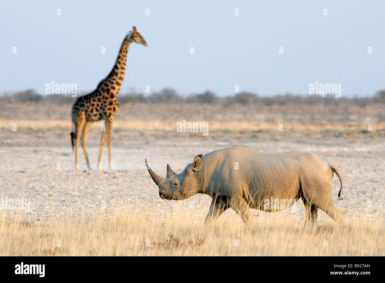 Low angle view du rhinocéros noir Diceros bicornis et Girafe Giraffa camelopardalis Namibie Etosha National Park Banque D'Images