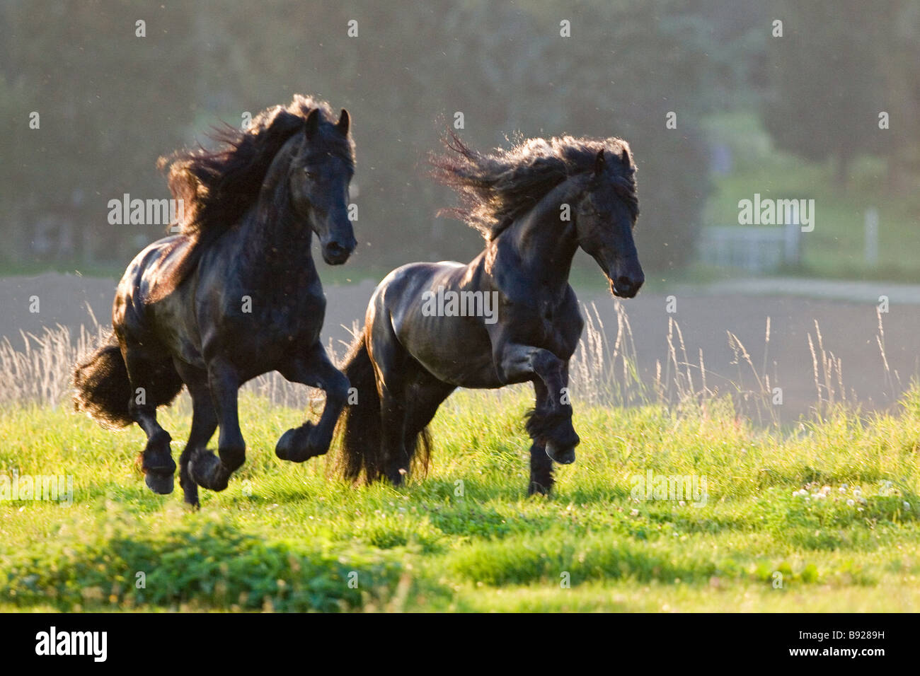 Deux chevaux frisons on meadow Banque D'Images