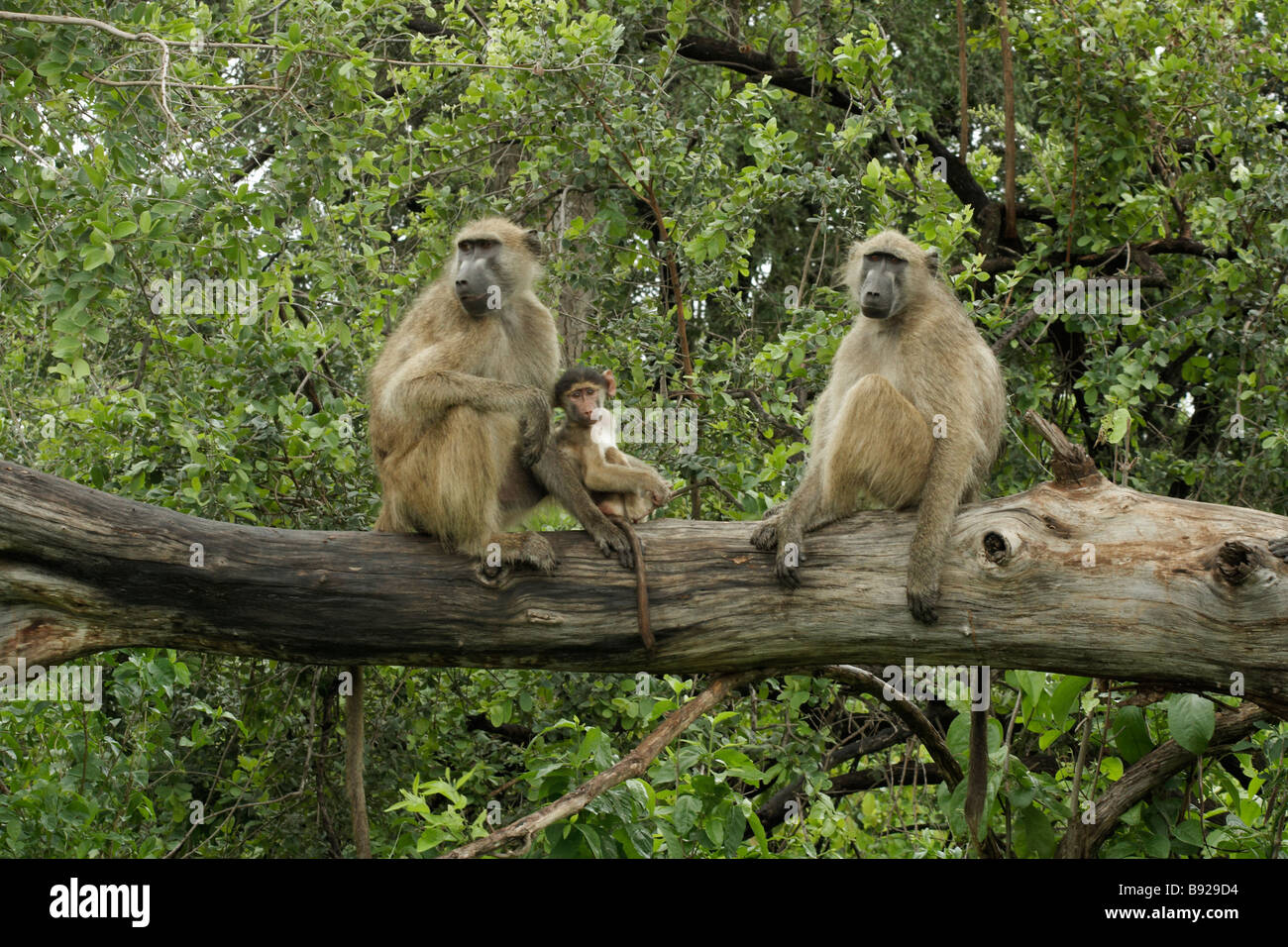 Des babouins Chacma Papio ursinus assis dans un arbre du Victoria Falls au Zimbabwe Banque D'Images