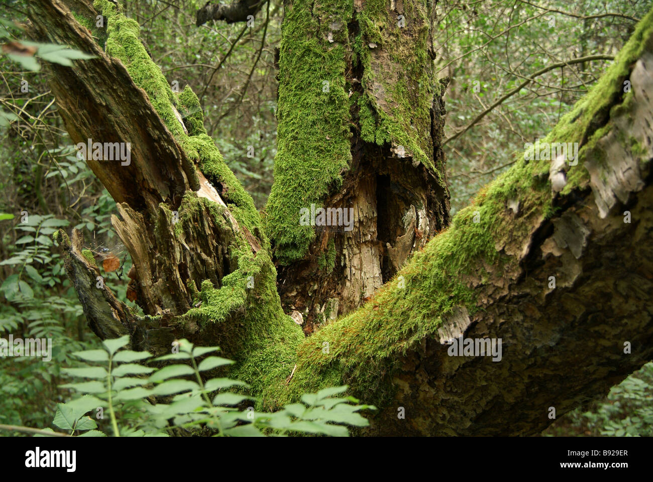 Arbre couvert de mousse dans une forêt tropicale Banque D'Images