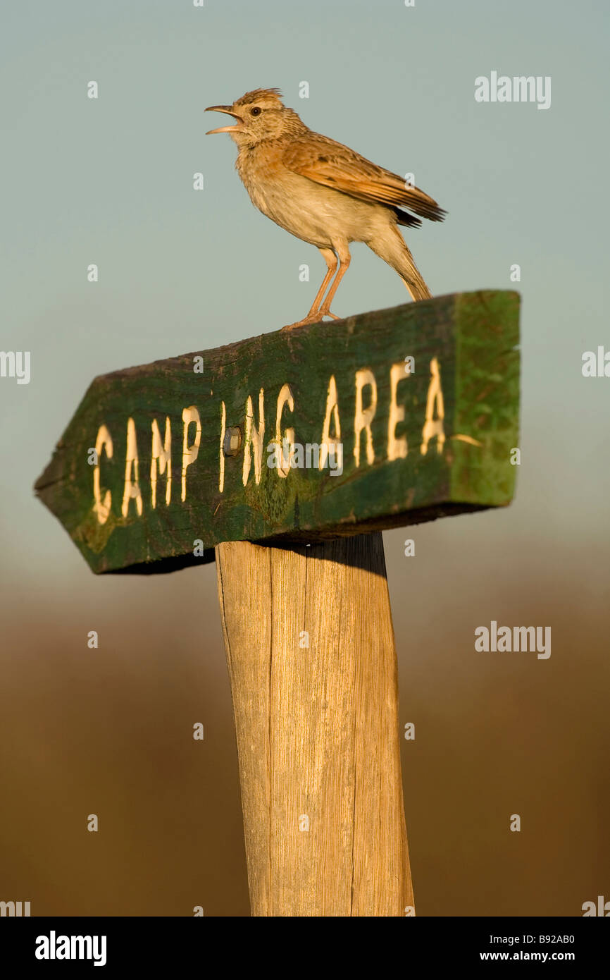 Lark Mirafra africana cou roux assis sur camping area Central Kalahari Game Reserve Botswana Banque D'Images Lark Mirafra africana cou roux assis sur camping area Central Kalahari Game Reserve Botswana Banque D'Images
