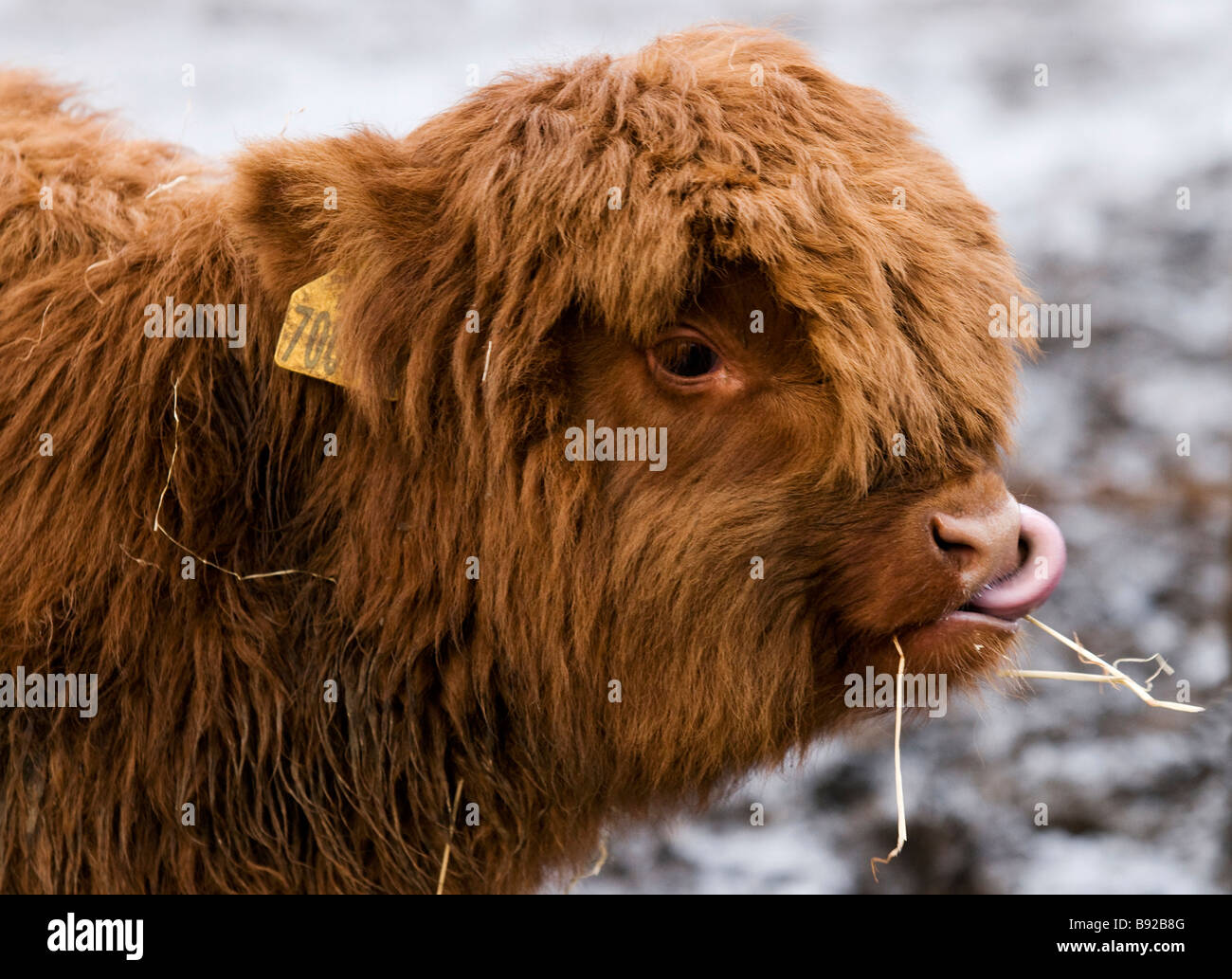 Jeune veau Highland cattle coller sa longue langue rose dans le nez du profil Banque D'Images