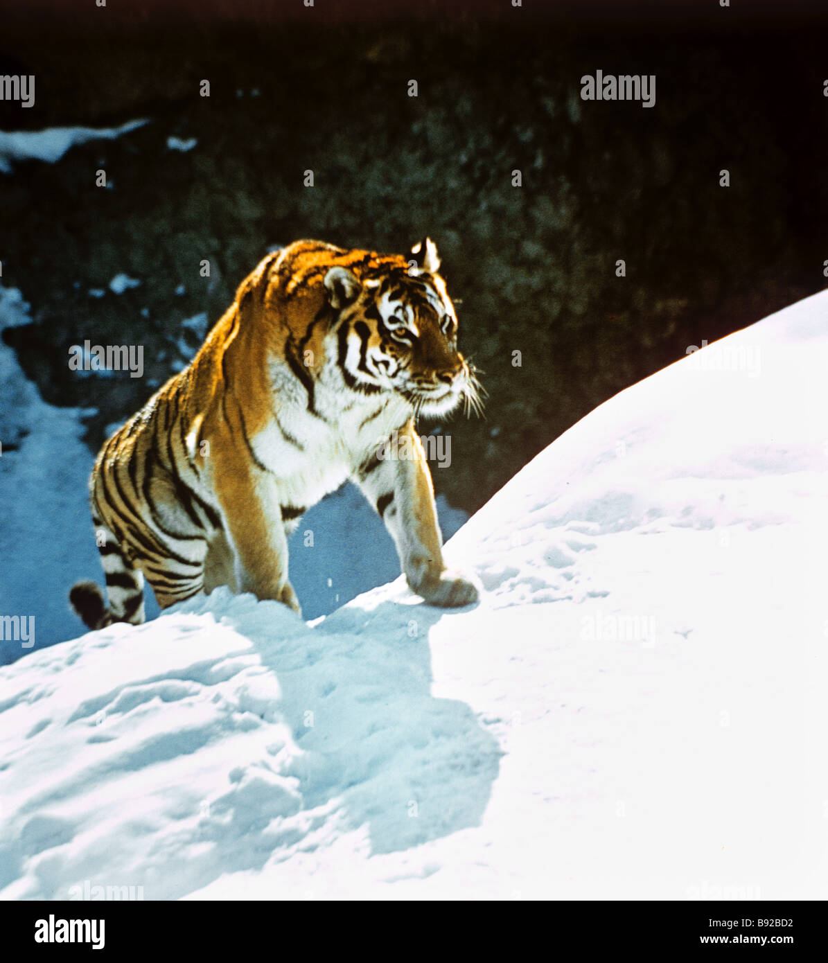L'Amur tiger est une espèce menacée dans les livres rouges de la Russie et l'Union internationale pour la conservation de la Nature Banque D'Images