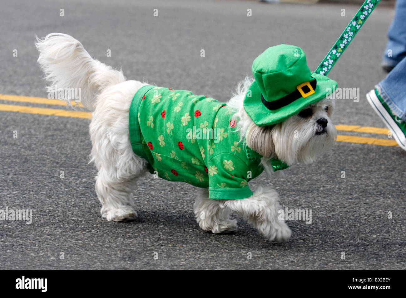 Habille chien sale