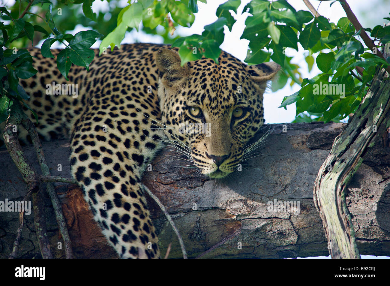 Panthera pardus léopard dans un arbre Elephant Plains Sabi Sands Conservancy province du Mpumalanga Afrique du Sud Banque D'Images