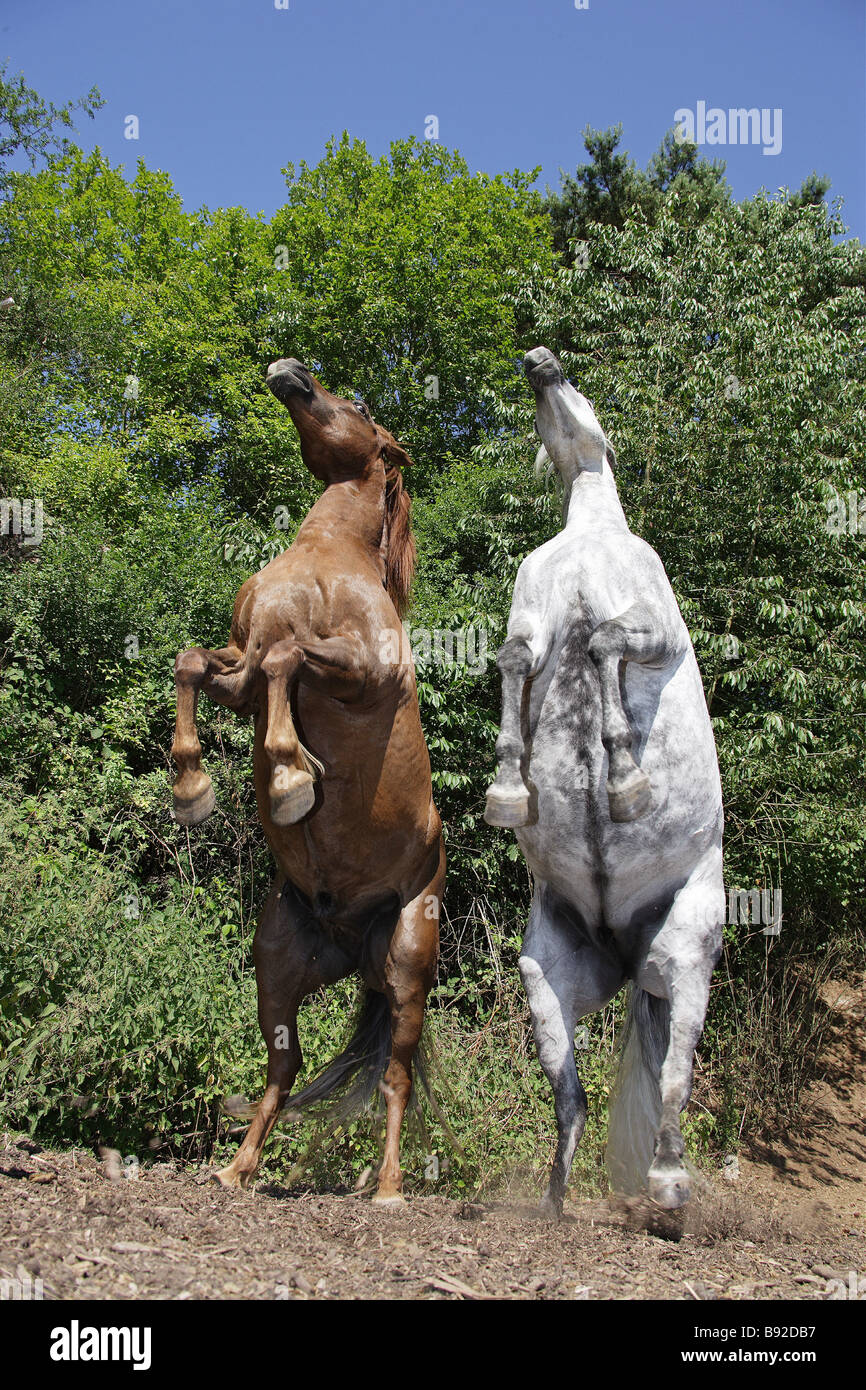 Deux poneys équitation allemande Banque D'Images