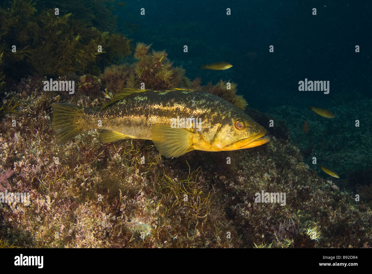 Paralabrax clathratus Bass varech Île San Benito Baja California au Mexique Banque D'Images