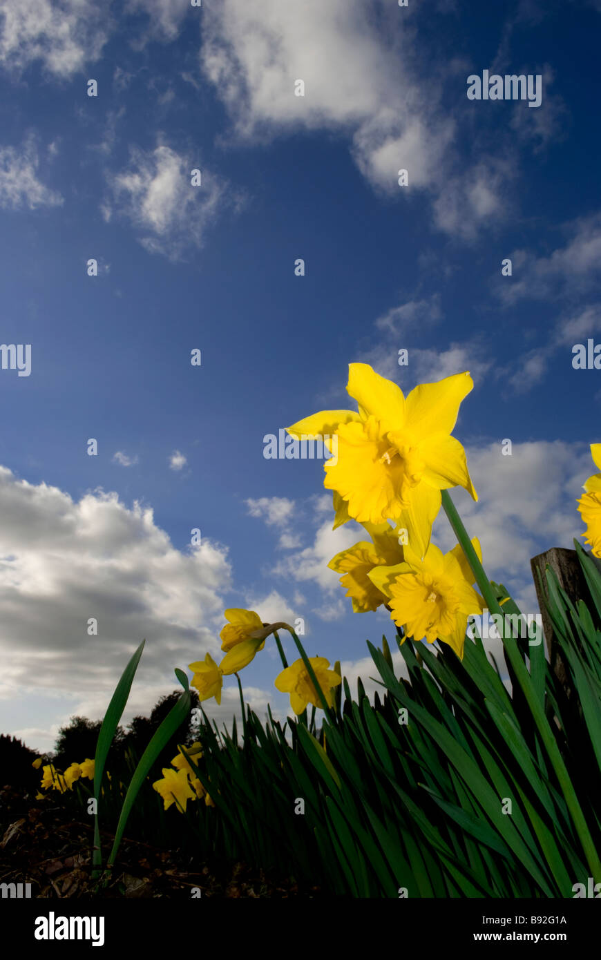 6 les jonquilles Banque D'Images