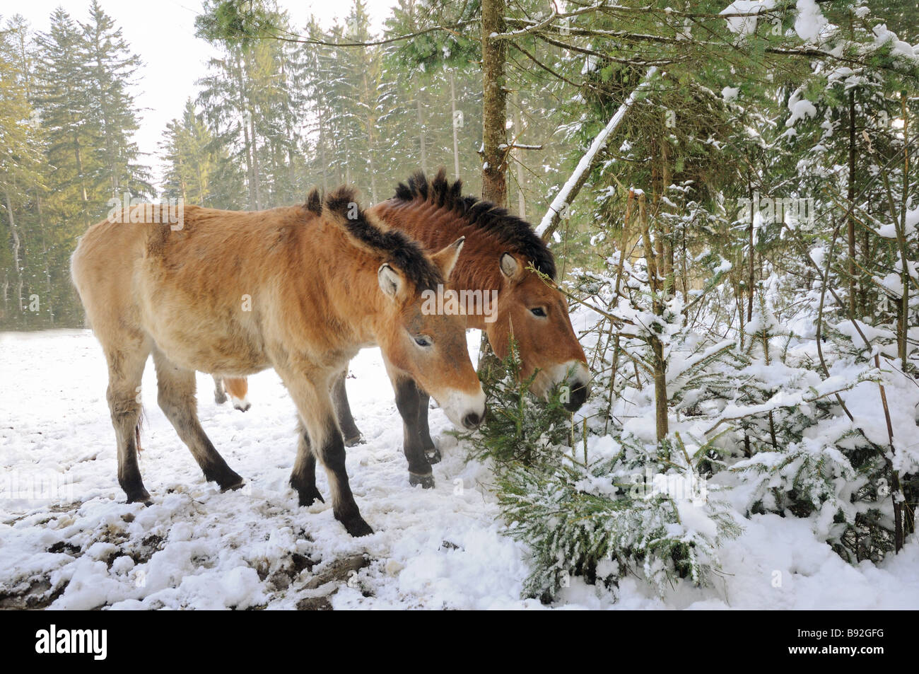 Deux chevaux de Przewalski - Something Banque D'Images