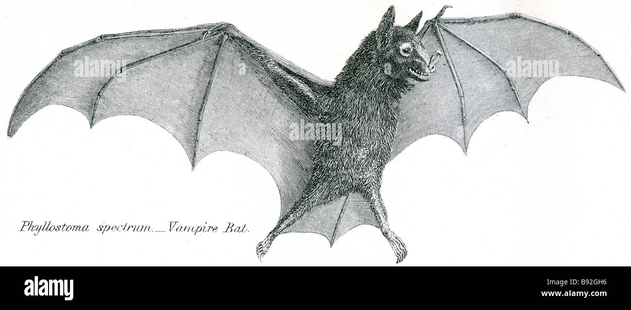 Pteropus edulis kalong bat les Megachiroptères est le terme utilisé de manière informelle pour voir les chauves-souris de la famille des Pteropodidae. Ils sont également consulter Banque D'Images