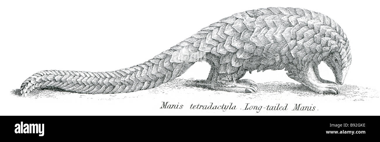 Manis tetradactyla Pangolins manis à longue queue écailleuse ou fourmiliers ou Trenggiling sont des mammifères de l'ordre Pholidota. Il y a sur Banque D'Images