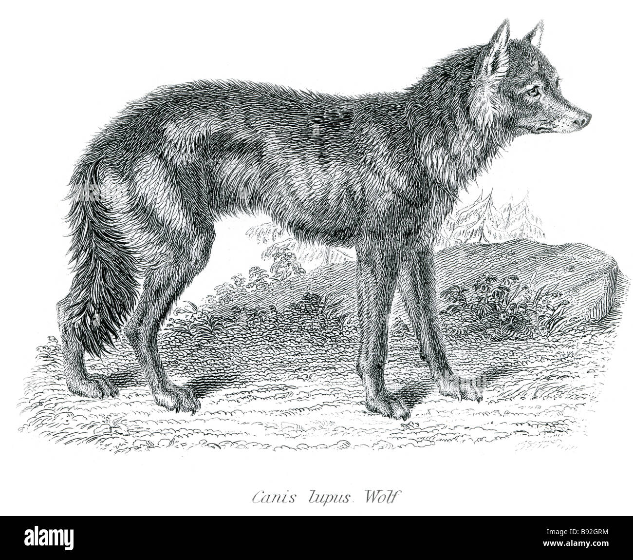 Canis lupus Loup eurasien le loup (Canis lupus lupus), également connu sous le nom de loup commun, Loup européen, Loup des Carpates, des Steppes W Banque D'Images